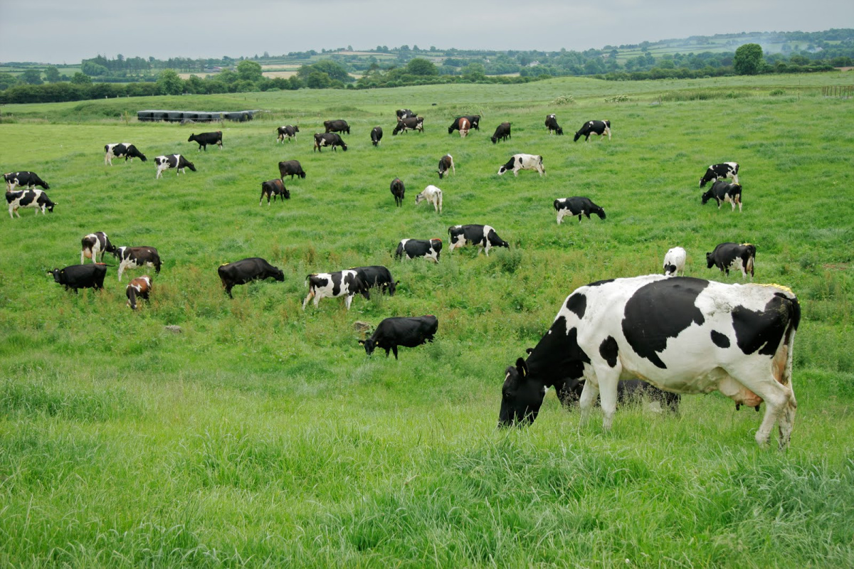 La producción de maíz destinado para alimentar al ganado se incrementará 3 toneladas en el ciclo agrícola primavera - verano 2015. La producción de maíz destinado para alimentar al ganado se incrementará 3 toneladas en el ciclo agrícola primavera - verano 2015.