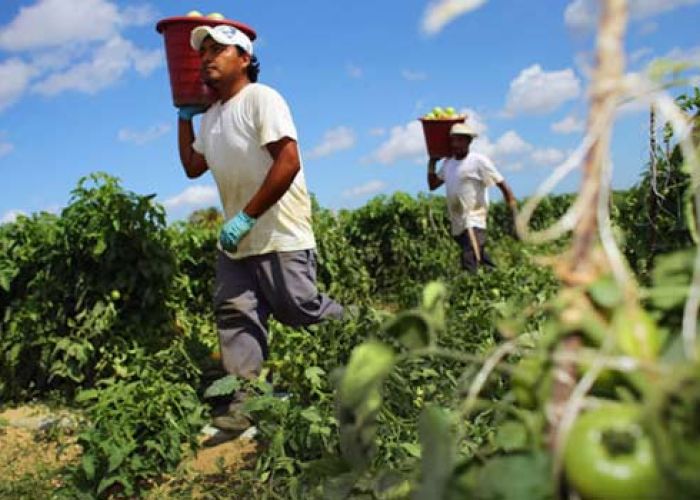 Los mexicanos en Estados Unidos son ocho veces más productivos en agricultura que los mexicanos en su país: Lelo de Larrea.