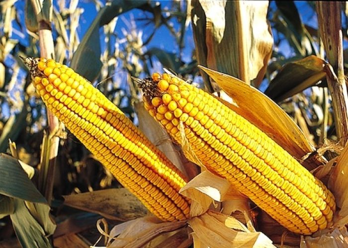 La cuestión ahora es que el crucial fósforo para la producción agrícola del futuro, no aparece en los planes actuales del gobierno mexicano.