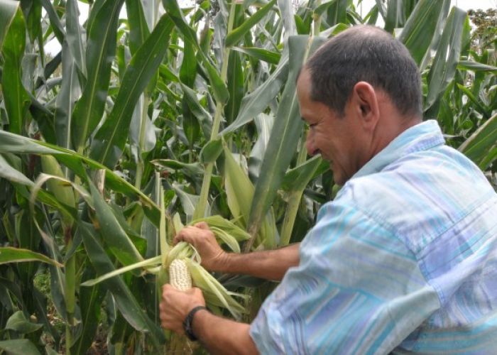 Los grandes productores producen 3.9 toneladas de maíz por hectárea contra 2.4 toneladas de los pequeños productores.