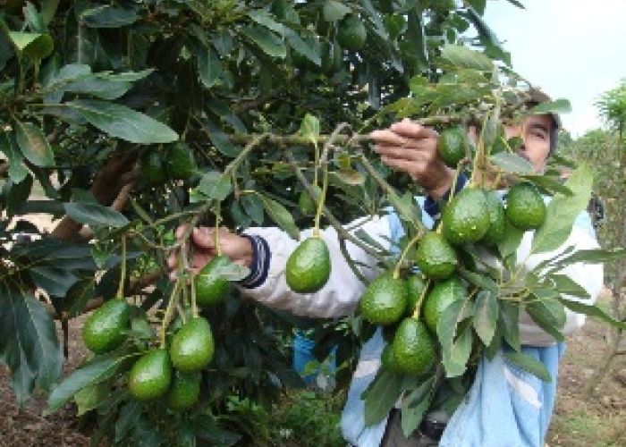 En agosto actividad primaria registró avances en la agricultura por una mayor producción de sorgo, maíz, aguacate, tomate, limón, manzana, uva, nuez, chile verde y plátano.