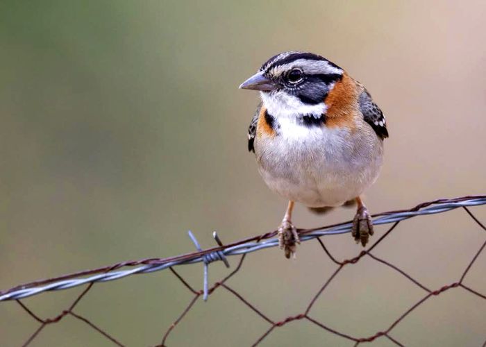El ruido ambiental, las luces, la contaminación y la proximidad con los humanos, han afectado la forma de vida de las aves.