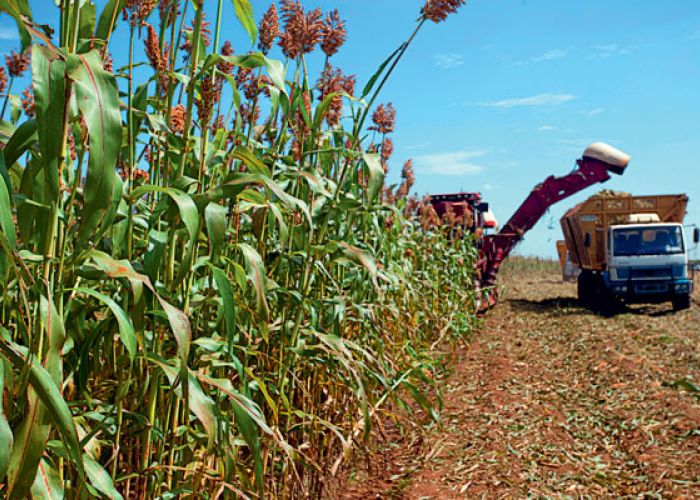 En México se pretende crear etanol a partir de sorgo.