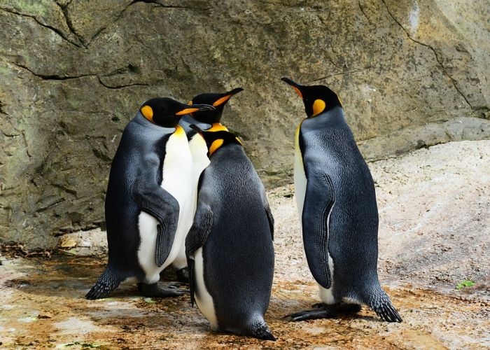 Pingüinos. Foto: Pingüinos/Pixabay