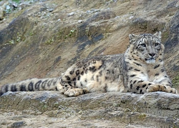 Leopardo de las Nieves. Foto: Pixabay
