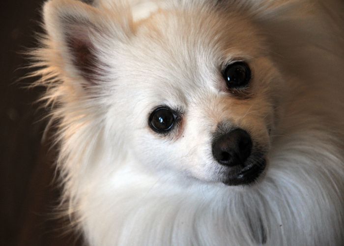 Estas son las razas del perros más robadas de la CDMX. Foto: publicdomainpictures