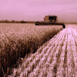 Campo de trigo (Imagen: Gobierno de Baja California Sur)