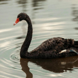 Cisne negro.