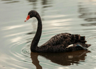 Cisne negro.