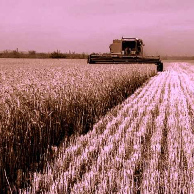 Campo de trigo (Imagen: Gobierno de Baja California Sur)