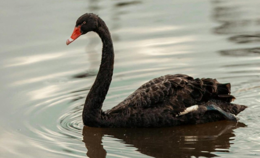 Cisne negro.