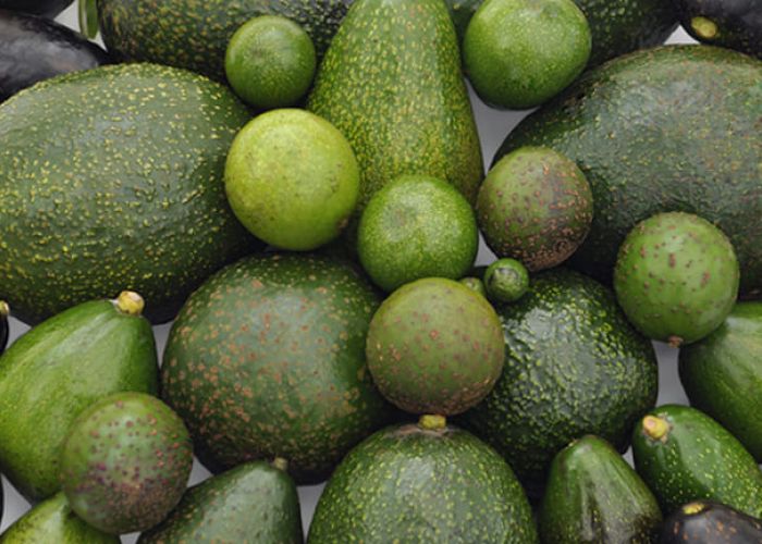 En 2021, México produjo cerca de 2.5 millones de toneladas de aguacate. (Foto: Gobierno de México)