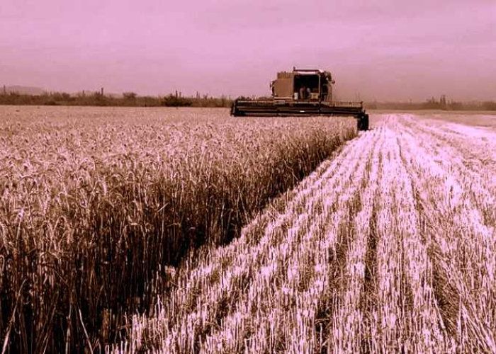 Campo de trigo (Imagen: Gobierno de Baja California Sur)